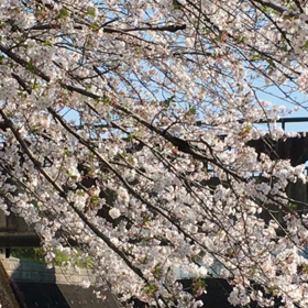 花見代行の画像