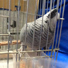 ももちゃんは毎日元気いっぱい❣️の画像