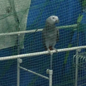反抗期のももちゃん…の画像