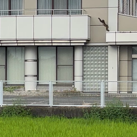サル？の画像