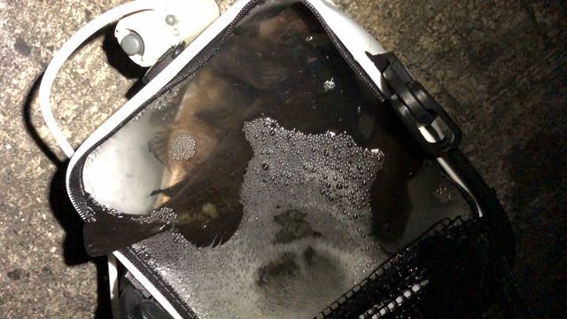 タルイチ メバリング 5.25の記事動画