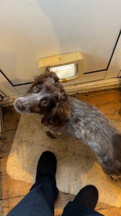 ダックスフンドとコーギーとチキンの記事動画