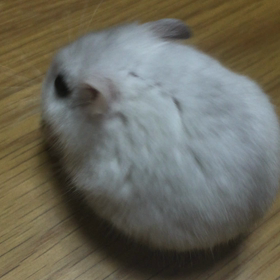 おはよう ございますの画像