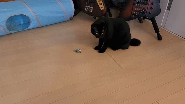 新たなお気に入り？の記事動画