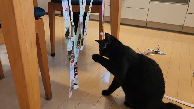 本日の猫おばさん。の記事動画