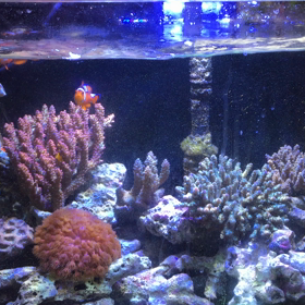 今日はネタ無し  水槽の動画です。の画像