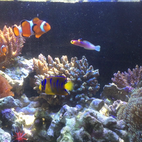 水槽の動画シリーズ   クーラーは不調だけど魚達は元気の画像