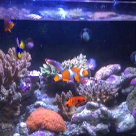魚達の餌待ちポジション争いの画像