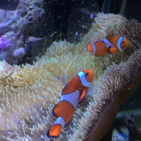 カクレとハタゴのビデオの画像