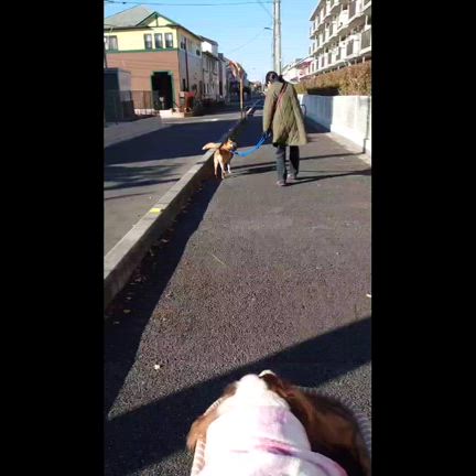 たみちゃんとアーチからのお年玉の記事動画