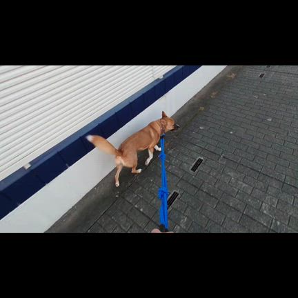 預り母デレデレ　たみちゃんのお散歩動画の記事動画