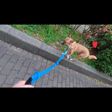 　たみちゃんのぶらりまち散歩の記事動画