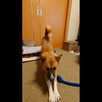 抱っこ前＆抱っこ後　の記事動画