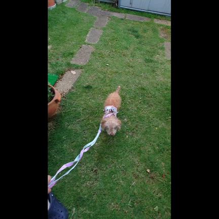 歩くメイちゃんの記事動画