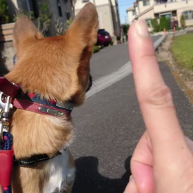 オスワリの練習は続きますの画像
