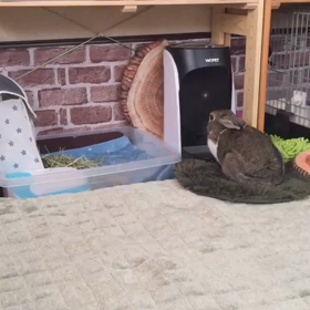 天才ちゃらびぃ♡の画像