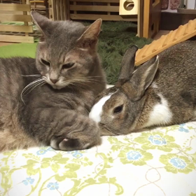 あ～らよっと♡の画像