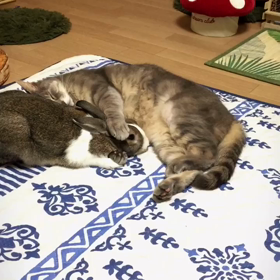 獲ったどー♡の画像