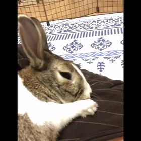 ダンベルちゃらびぃ♡の画像