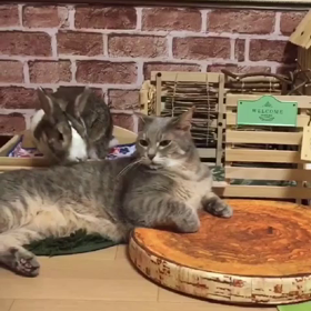 誤解を招く寝んねんコロン♡の画像