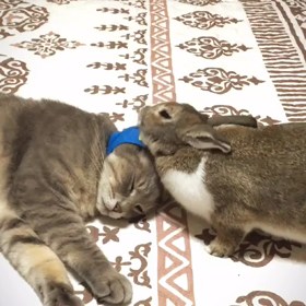 我が家の水族館♡の画像