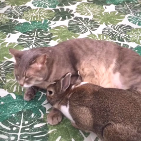 甘えんBOYS♡の画像