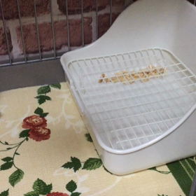 トイレでお花摘みのちゃらびぃ♡の画像