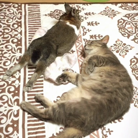 ぱわすぽ♡の画像