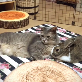 肥満予防♪の画像