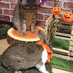 HappyHalloweenの画像