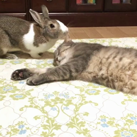 寝んねん…コロンっっっ♡の画像