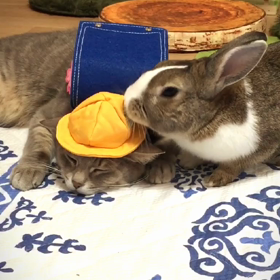 春ですね♡の画像