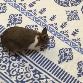 きゅーん♡の画像