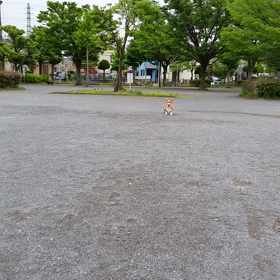 朝練。の画像