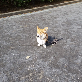 だるまさんが転んだ。の画像