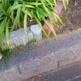 花壇の縁を歩いてみた。の画像