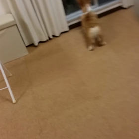 未公開動画(ガラスに映った自分の姿に)。の画像