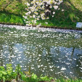 何歳になっても自分の足で行きたい場所はありますか？の画像