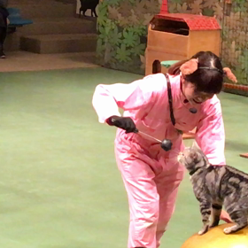 猫の玉乗りの画像