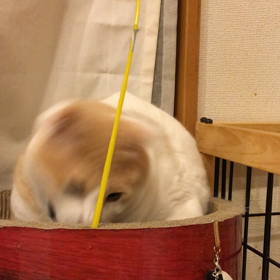 まだまだ遊び盛りの画像