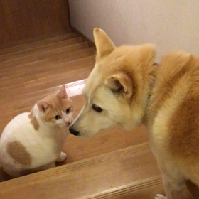 眠気まなこの画像