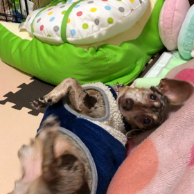 バニー犬ドッグの画像