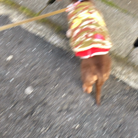 フランのお散歩事情の画像