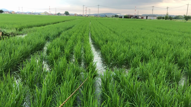 第５回チェーン除草の記事動画