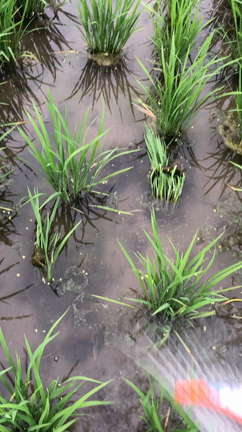 第４回チェーン除草の記事動画