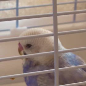 フラップとの生活２日目の画像