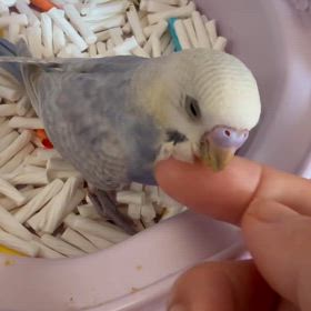 インコ飼育の画像