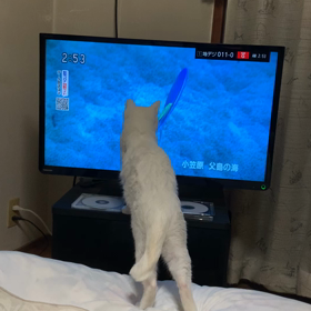 おお〜っ！さかな‼︎の画像
