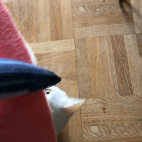 何処からの情報⁉︎の画像