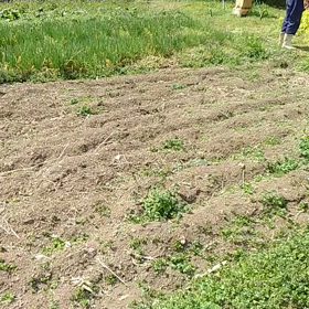今年、初分蜂しました。の画像